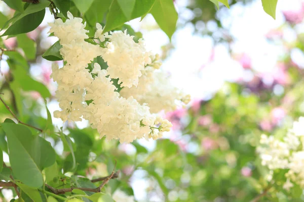Bulanık Yeşil Arka Planda Leylak Çiçekleri Beyaz Leylak Çiçekli Çiçek — Stok fotoğraf