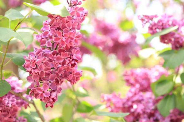 Lilac bush with big flowers. Lilac branch bloom. Bright blooms of spring lilacs bush. Spring pink lilac flowers close-up on blurred background. Side view. Copy space. Selective focus