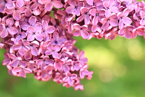 Lilac flowers close-up on a blurred green background. Floral background with pink lilac flowers. An abundance of lilac flowers for a romantic floral banner