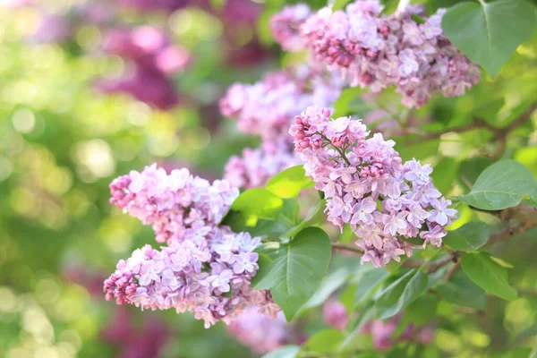 stock image Beautiful double lilac flowers in a spring garden. Gentle blooming light pink spring lilac branch on blurred background.  Lush spring blooming