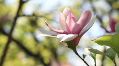 Çiçekli manolya. Bulanık arkaplanda pembe manolya çiçekleri. Baharda çiçek açan ağaç
