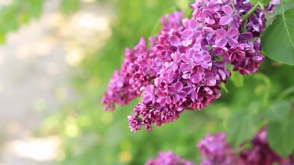 五月天紫丁香盛开 公园里的丁香繁茂的春天绽放 开粉色紫丁香枝条文本的模糊背景 — 图库视频影像