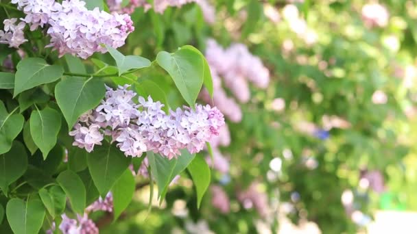春天花园里美丽的紫丁香花 柔和的花 淡淡的粉红 淡紫色的枝干 背景模糊 茂盛的春花 — 图库视频影像