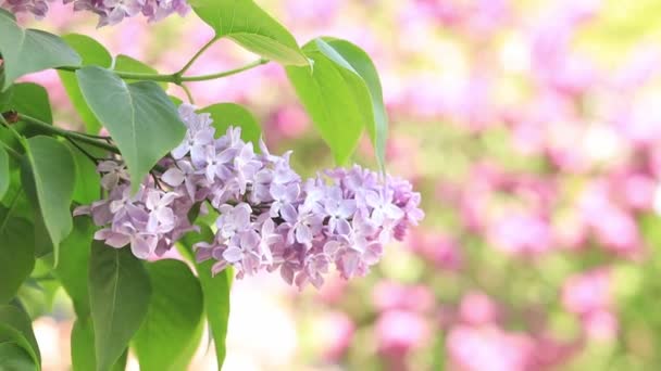 春天花园里美丽的紫丁香花 柔和的花 淡淡的粉红 淡紫色的枝干 背景模糊 茂盛的春花 — 图库视频影像