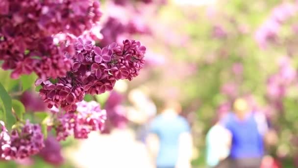 5月の日に紫色のライラックブッシュが咲く 公園のライラック 春の花を咲かせます 前に咲くピンクライラックの枝を持つテキストのためのぼやけた背景 — ストック動画