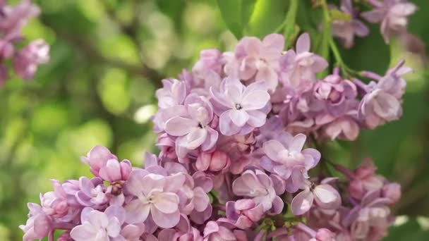 Piękne Kwiaty Lilii Wiosennym Ogrodzie Delikatnie Kwitnąca Lekka Różowa Gałąź — Wideo stockowe