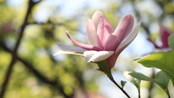 Kwitnąca Magnolia Różowe Kwiaty Magnolii Bliska Rozmytym Tle Kwitnące Drzewo — Wideo stockowe