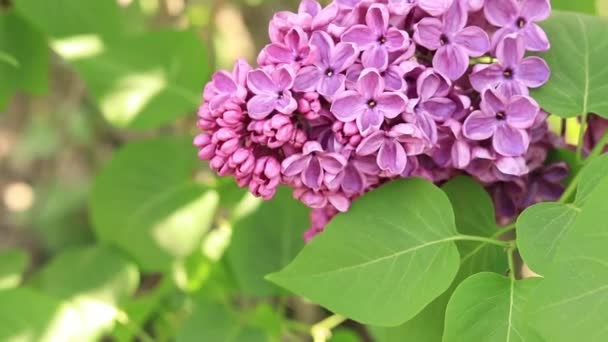 Lila Fliederbusch Blüht Einem Maitag Flieder Park Üppige Frühlingsblüher Unscharfer — Stockvideo