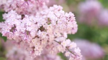 Baharda açık pembe bir leylak çalısı. Video sunumları, reklamlar için. Leylak yakın plan