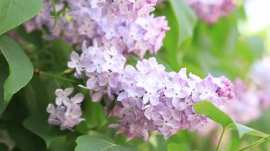 Baharda açık pembe bir leylak çalısı. Video sunumları, reklamlar için. Leylak yakın plan