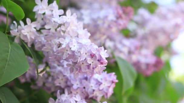 春天里紫丁香的浅粉花序 视频演示 丁香特写 — 图库视频影像