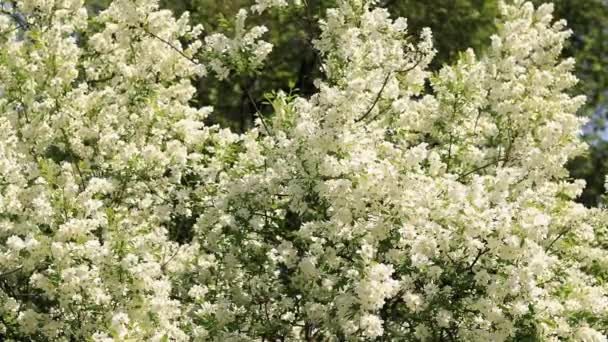 Krásná Bílá Kvetoucí Rostlina Strom Nebo Keř Přirozené Jarní Pozadí — Stock video