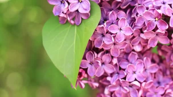 美丽的紫丁香的艳丽的紫色花朵 视频演示 亮粉色紫丁香特写 — 图库视频影像