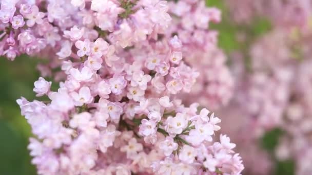 春に薄ピンク色の小花序を咲かせます ビデオプレゼンテーション 広告のために リラッククローズアップ — ストック動画