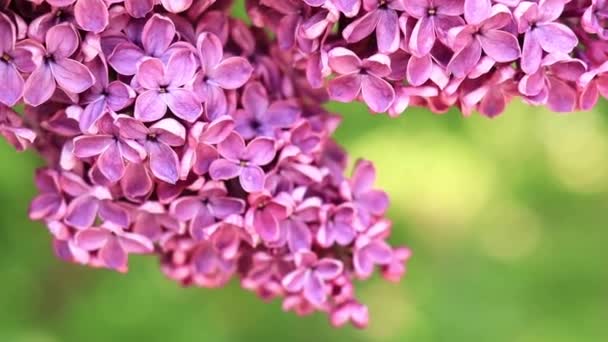 美丽的紫丁香的艳丽的紫色花朵 视频演示 亮粉色紫丁香特写 — 图库视频影像