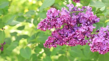 Bahar, bahçedeki güzel pembe leylak çiçekleri, yakın plan