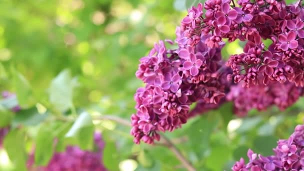 庭のライラックの美しい明るいピンクの花 クローズアップ — ストック動画