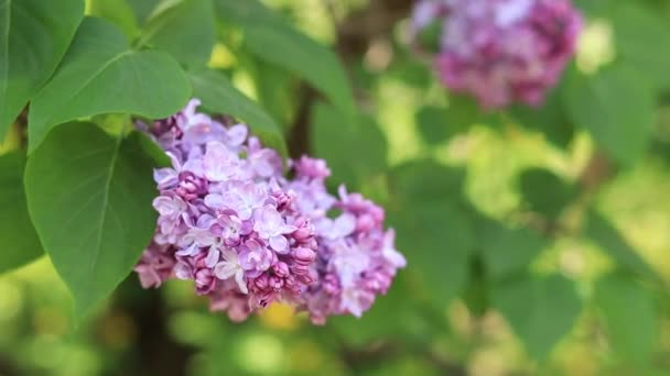 美丽而明亮的淡紫色花朵在花园里绽放 — 图库视频影像