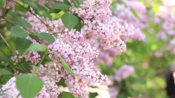 美丽的淡淡的淡紫色紫丁香在花园里绽放 — 图库视频影像