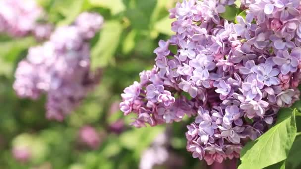 美丽的淡淡的淡紫色紫丁香在花园里绽放 — 图库视频影像