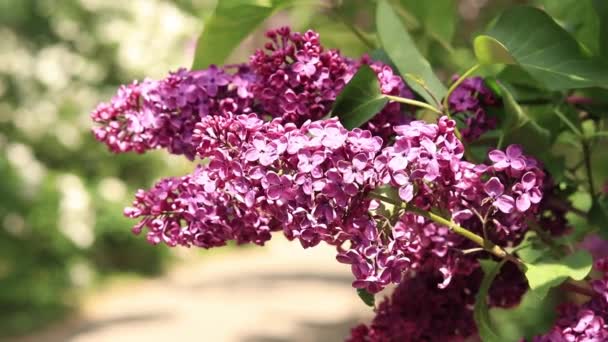 美丽而明亮的淡紫色花朵在花园里绽放 — 图库视频影像