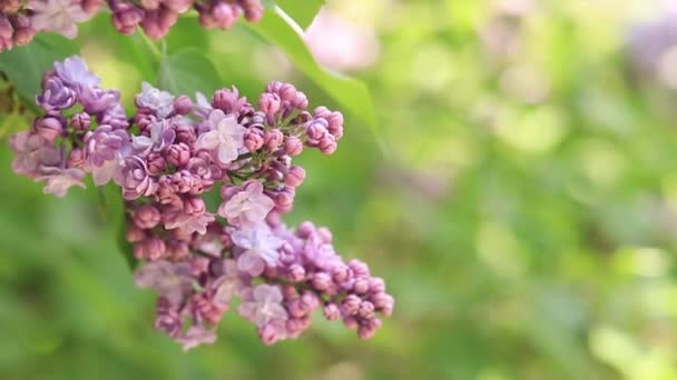 庭の美しい光ピンクのライラックの花 クローズアップ — ストック動画