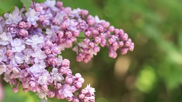Primavera Hermosas Flores Color Rosa Claro Lila Jardín Primer Plano — Vídeo de stock