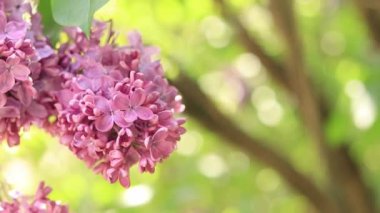 Parktaki leylak. Pembe leylağın çiçek açan dalları. Çiçek açan leylak çiçekleri