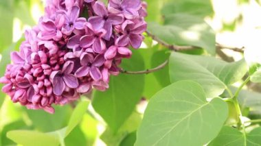 Parktaki leylak. Pembe leylağın çiçek açan dalları. Çiçek açan leylak çiçekleri