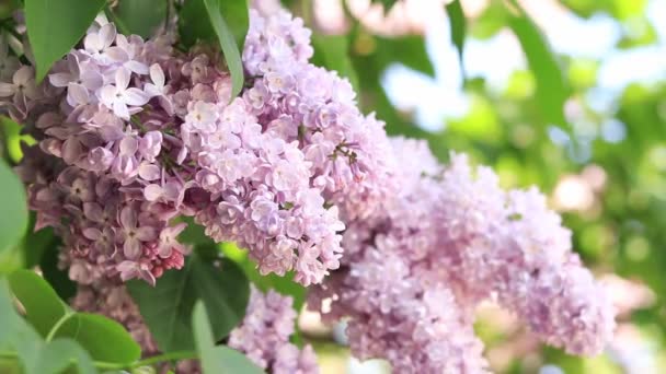 公园里的丁香粉红紫丁香花分枝特写 百合花盛开 — 图库视频影像