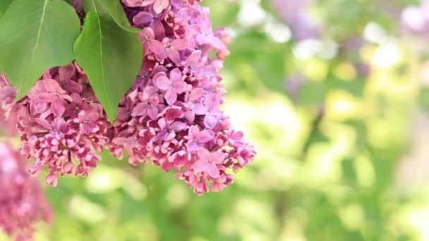 公園のライラック ピンクライラックの花序がクローズアップされます 薄紫色の花を咲かせます — ストック動画