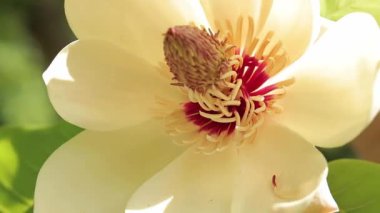Magnolia obovata. Büyük manolya çiçeği, yaklaş. Çiçek açmış güzel bir manolya çiçeği