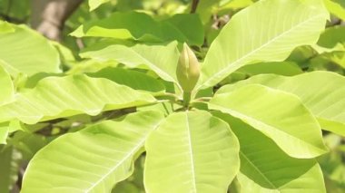 Magnolia obovata. Manolya çiçeğinin büyük tomurcuğu, yaklaş. Açılmamış yeşil bir manolya tomurcuğu