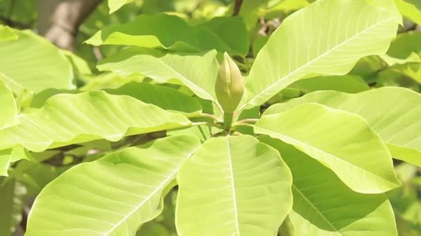 Magnolia Obovata Velký Pupen Magnólie Zblízka Neotevřené Zelené Magnóliové Pupeny — Stock video
