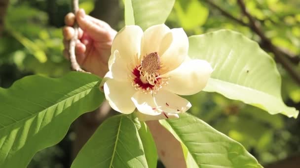 Magnolia Obovata 大木兰花 近一点 一朵盛开的美丽的木兰花 — 图库视频影像