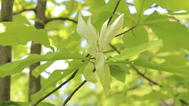 Magnolia Tripetala Duży Kwiat Magnolii Bliska Piękny Kwiat Magnolii Pełnym — Wideo stockowe