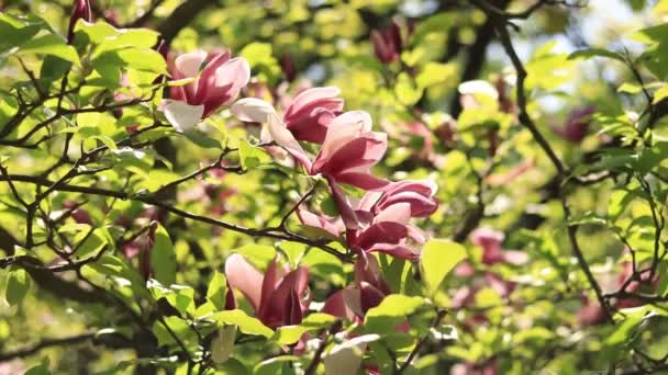 マグノリアの開花 背景がぼやけてピンク色のマグノリアの花がクローズアップされます 春に咲く木 — ストック動画