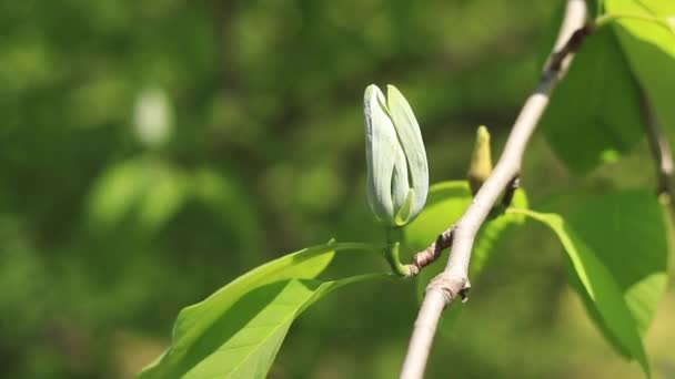 Żółty Ptak Magnolii Magnolia Kwiat Pączek Zamknąć Zielony Kwiat Wśród — Wideo stockowe