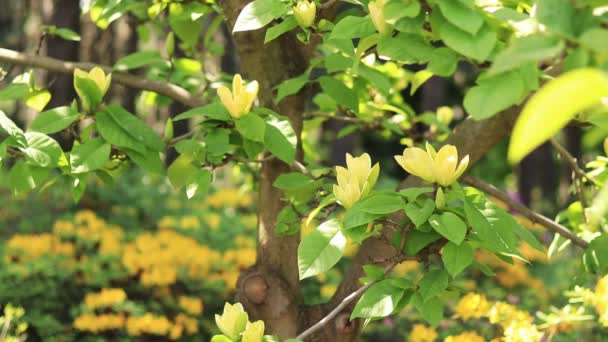 木兰花黄鸟 公园里盛开着木兰花 明亮的黄色木兰花 — 图库视频影像