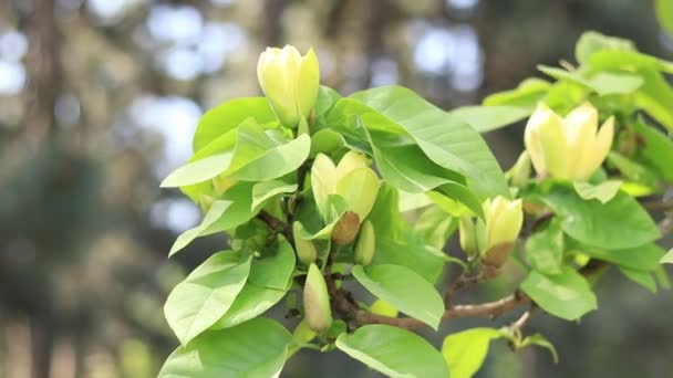 Magnolia Yellow Bird Magnólia Floresce Parque Flores Magnólia Amarelas Brilhantes — Vídeo de Stock