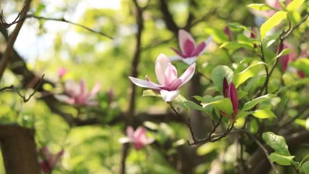 Magnolia Fleurs Magnolia Rose Fleurs Gros Plan Sur Fond Flou — Video