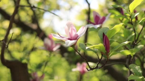 マグノリアの開花 背景がぼやけてピンク色のマグノリアの花がクローズアップされます 春に咲く木 — ストック動画
