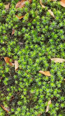 Yerdeki yeşil bitki örtüsünün en üst görüntüsü. Baharda ya da sonbaharda yeşillik ve dökülen yapraklarla. Yosun