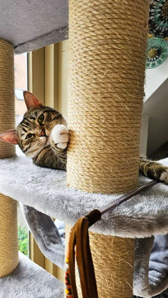 Katze Und Kratzbaum Haus Haustier Einer Gemütlichen Atmosphäre Die Katze — Stockfoto