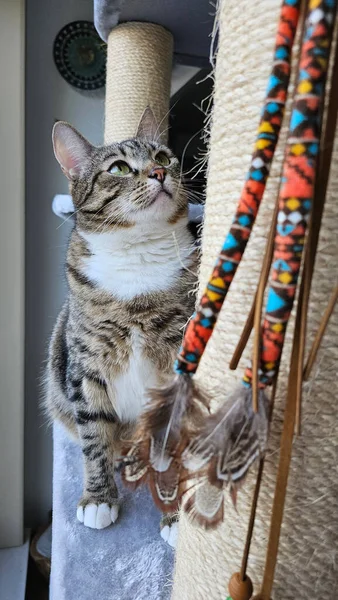 Cat and scratching post in the house. Pet in a cozy atmosphere. The cat looks at the scratching post and toys on it