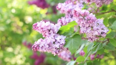 Güneşin altında açan güzel leylak. Çekici, hafif, mor çiçeklerin sakin manzarası. Ilık bahar gününde rüzgarda sallanan leylak dalları. Çiçek konsepti
