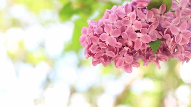 Hermosa Lila Floreciendo Luz Del Sol Vista Tranquila Encantadoras Flores — Vídeo de stock