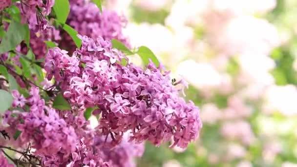 美丽的紫丁香在阳光下绽放 迷人的淡紫色花朵的宁静景色 春暖花开的日子里 丁香枝条平静地摇曳在风中 植物概念 — 图库视频影像