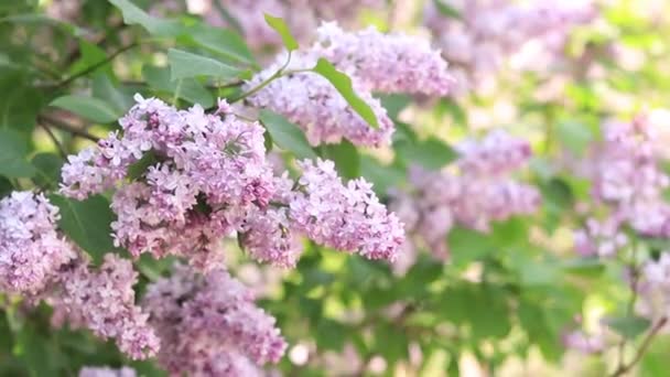 Bela Floração Lilás Luzes Solares Vista Tranquila Charmosas Flores Violeta — Vídeo de Stock