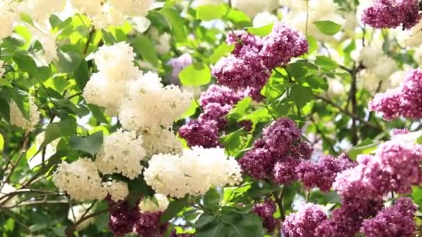 Liliowy Kwitnie Jasnym Słońcu Spokojny Widok Urocze Purpurowe Białe Kwiaty — Wideo stockowe